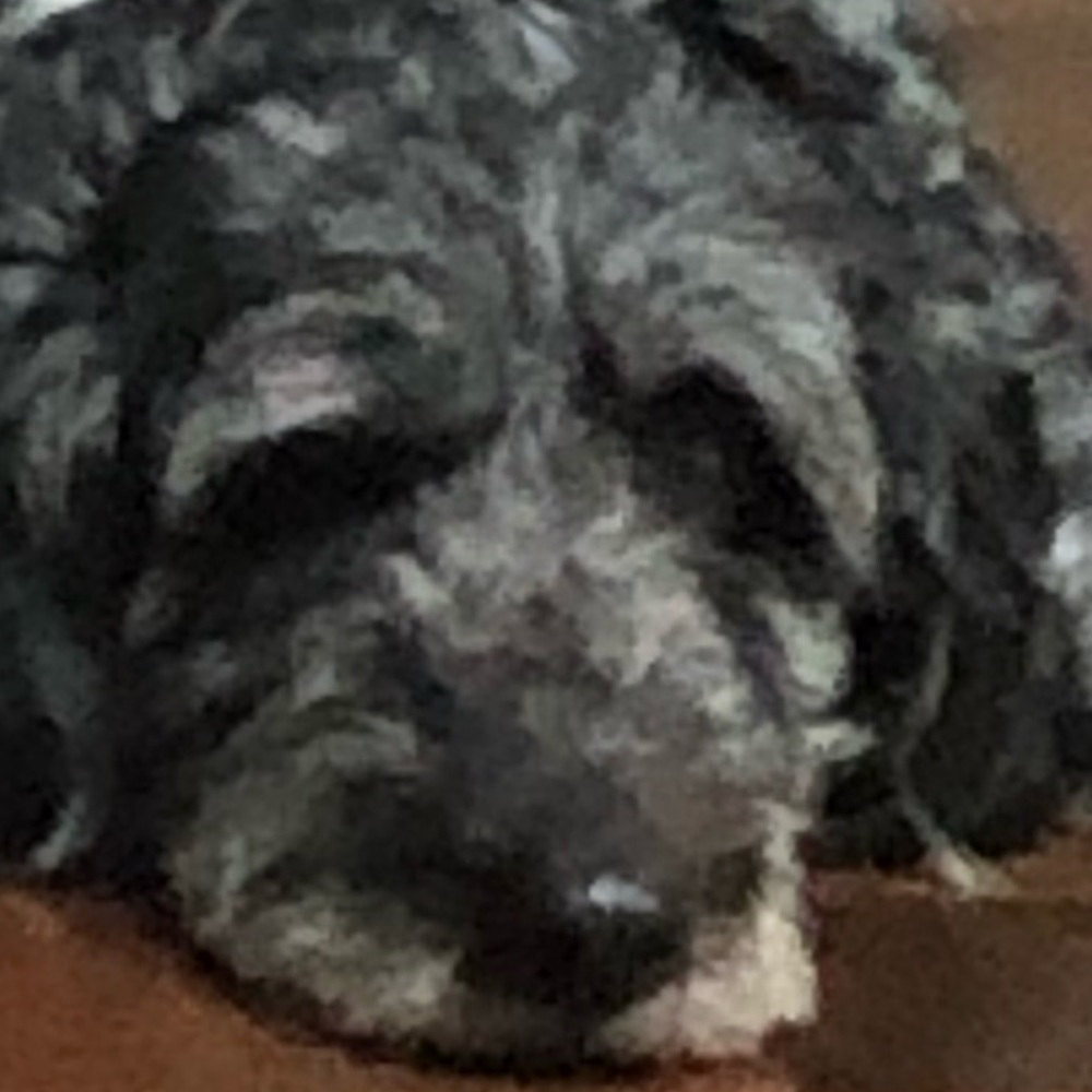 Meet your Posher, Caleb